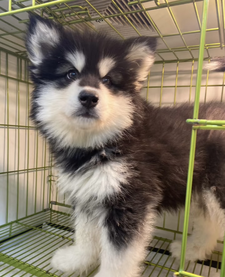 ​​高颜值​​：阿拉斯加犬体型匀称，外观极具吸引力。