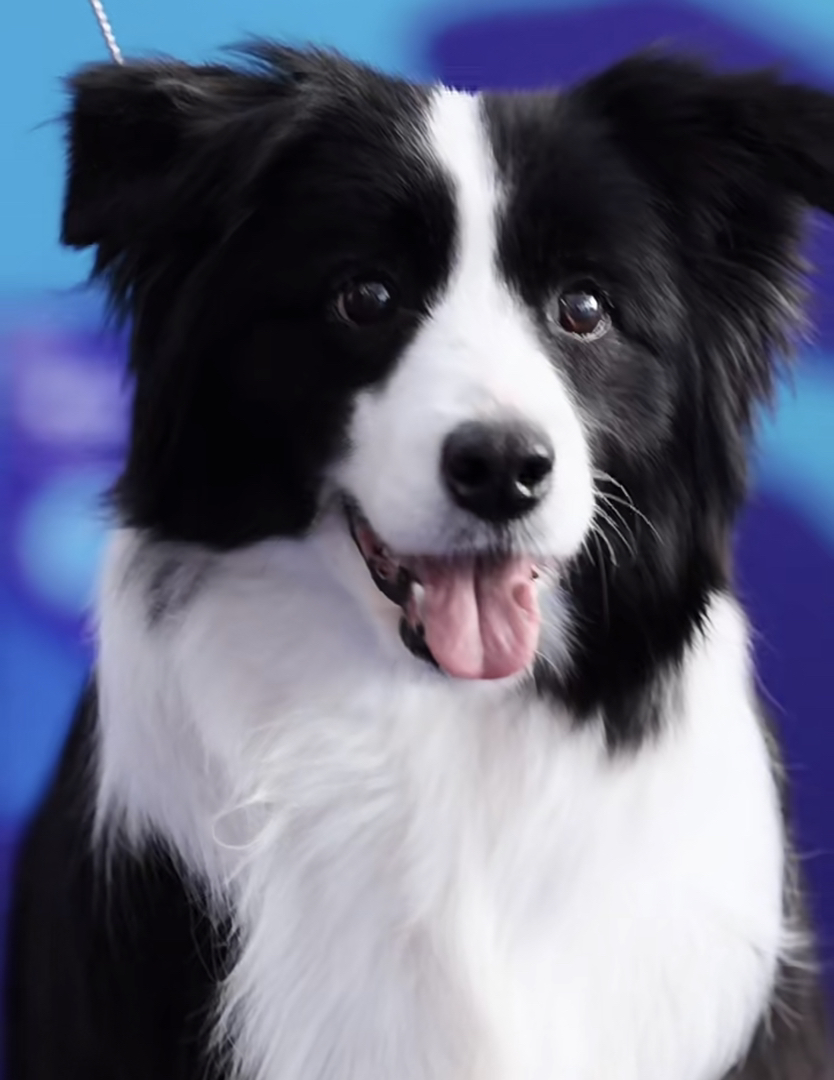 双血统赛级边牧❤边境牧羊犬