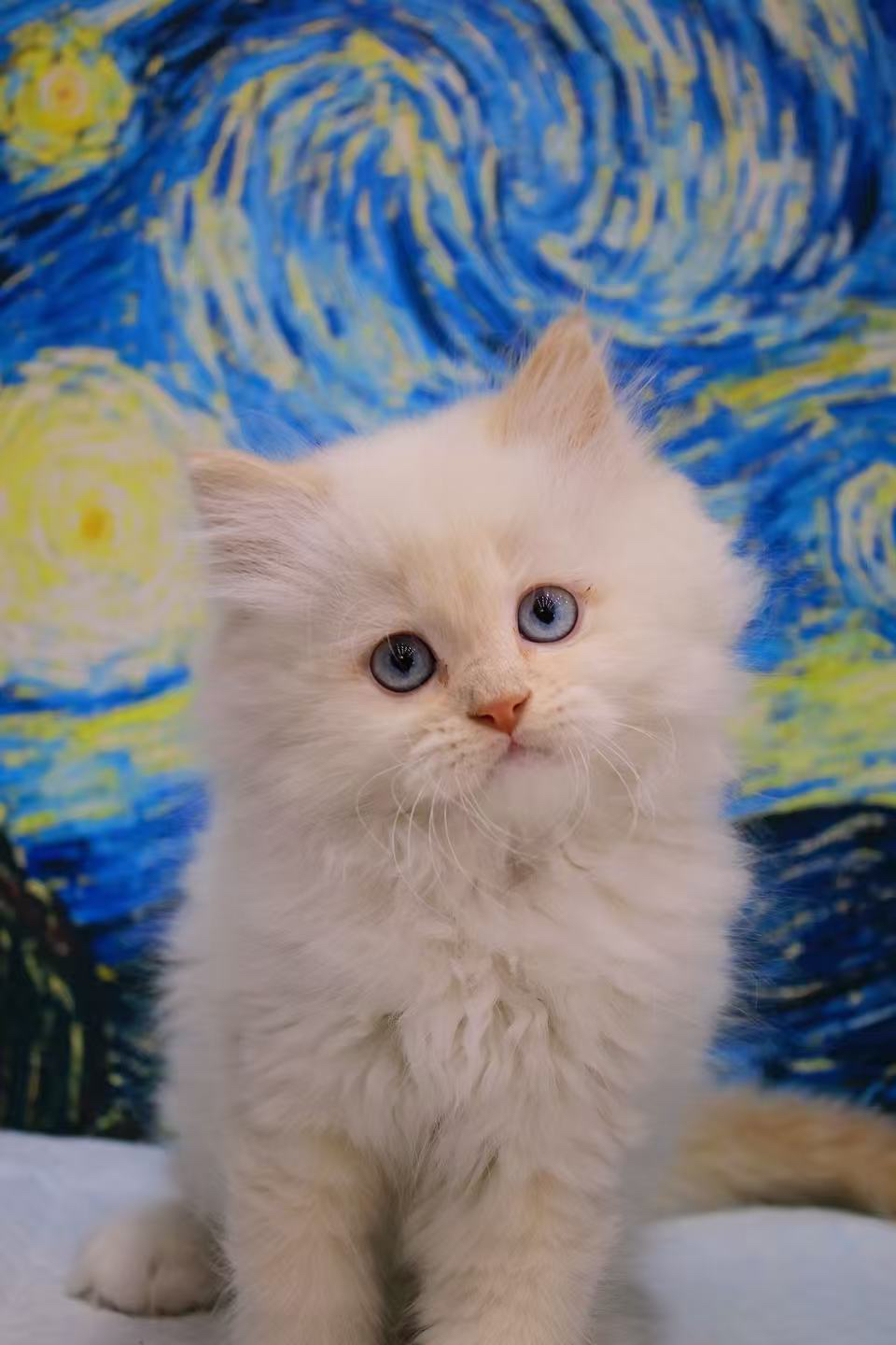 稀有色小猫 长毛金点 像烤焦的小面包,毛长蓬松 蓝色大眼 喜欢联系哦