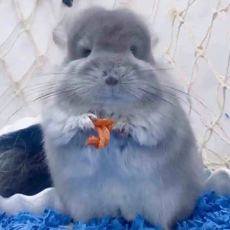 龙猫多多❤稀有龙猫私聊客服