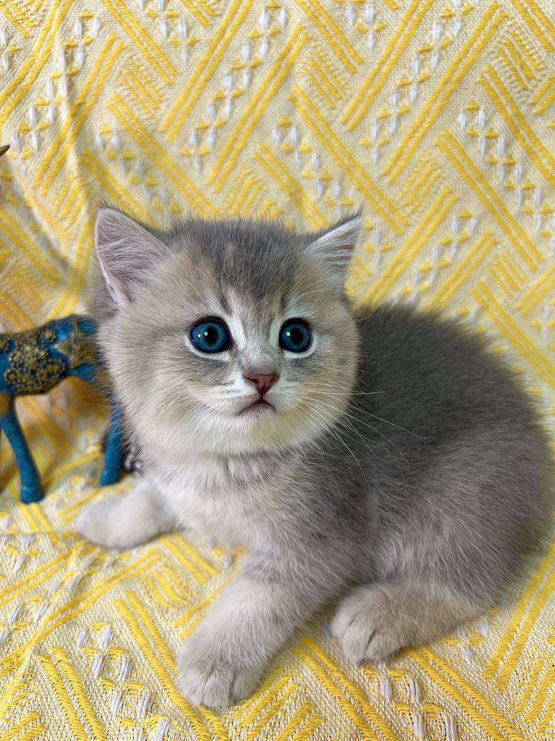 英短小猫，蓝眼萌态，毛软蓬松，居家陪伴好伙伴