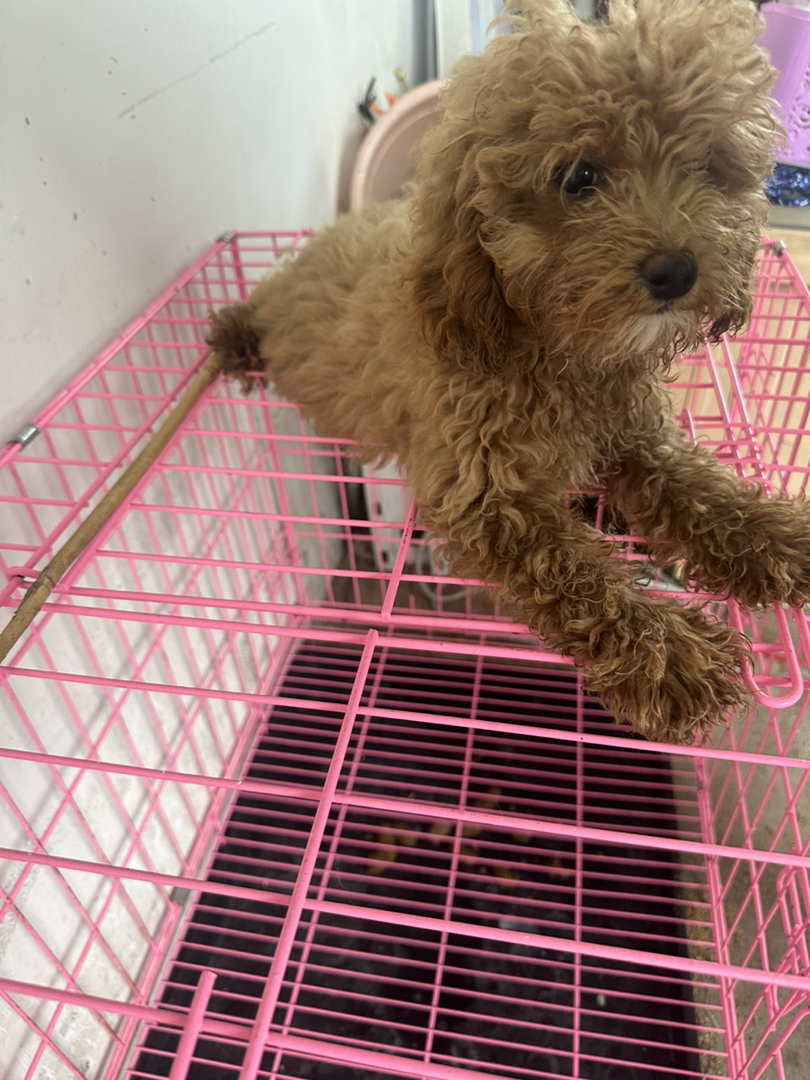 可爱泰迪犬,卷毛萌态十足,小巧玲珑适合陪伴