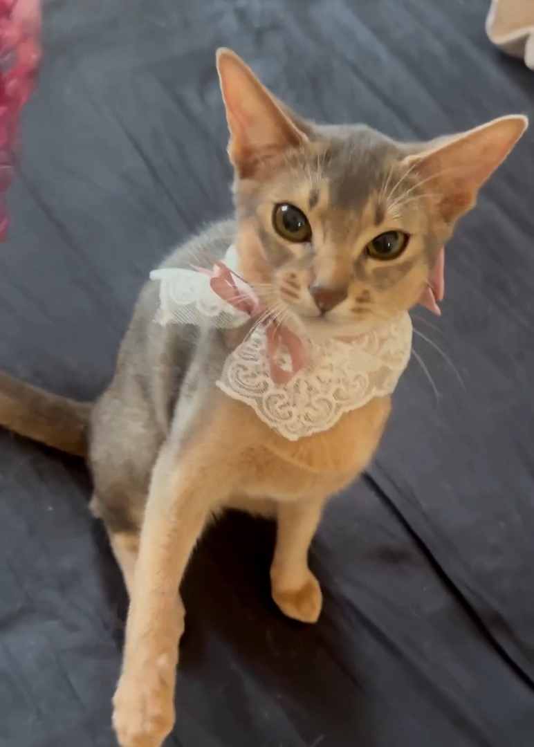 阿比，猫中之狗，亲人，性格好，会用猫砂，聪明握手能力一教就会。