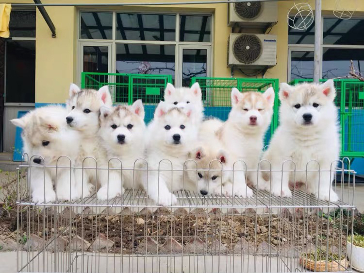 双血统赛级梦幻灰色哈士奇❤️二哈