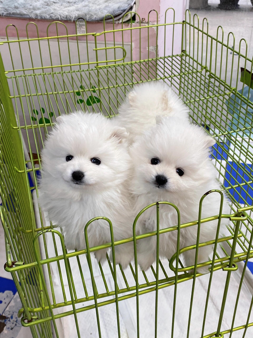 博美幼犬，两针疫苗两次驱虫，保健康犬舍直发