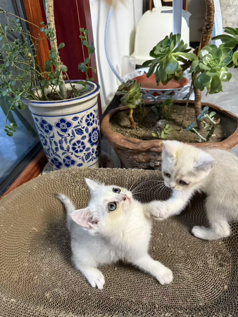 银渐层猫咪，颜值爆表，性格温顺，萌宠界的人气王