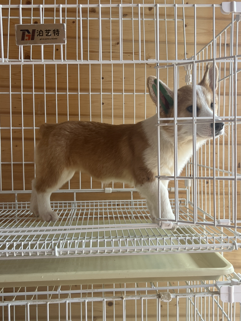 奶油柯基妹妹疫苗齐全四个月