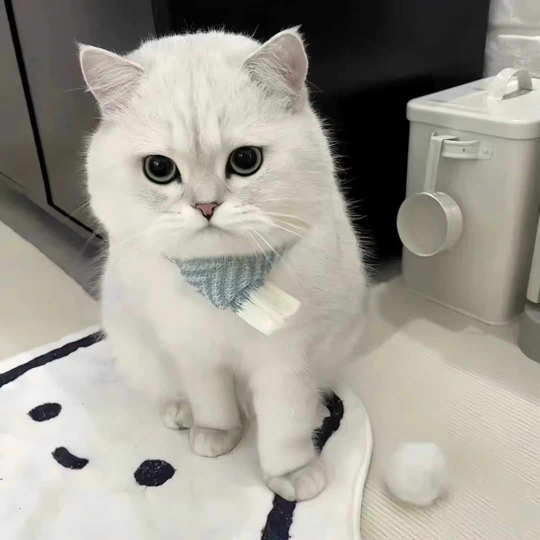 银渐层猫咪,雪白被毛搭配独特毛尖色,萌态十足