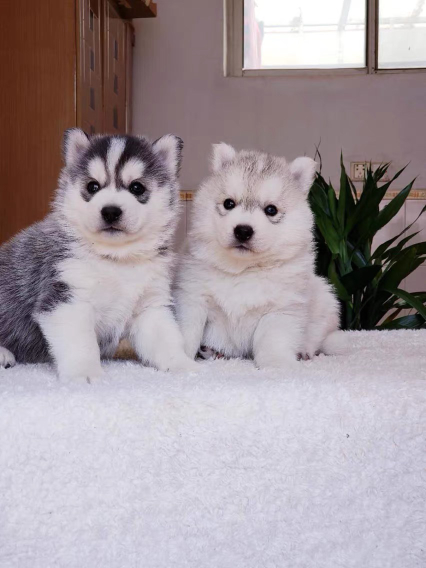 哈士奇(二哈)幼犬,毛蓬眼亮,活泼机敏,家庭萌趣活力伴侣