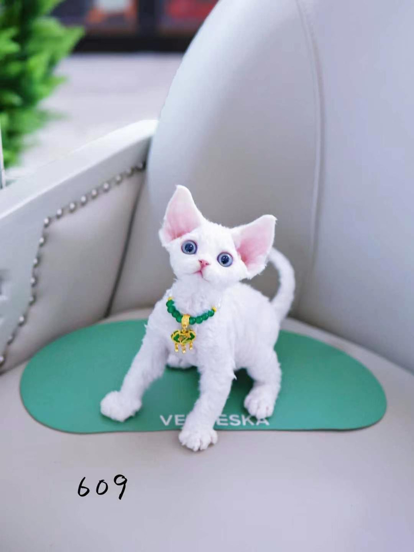 可爱德文卷毛猫，蓝眼粉耳，戴绿项圈，萌趣十足