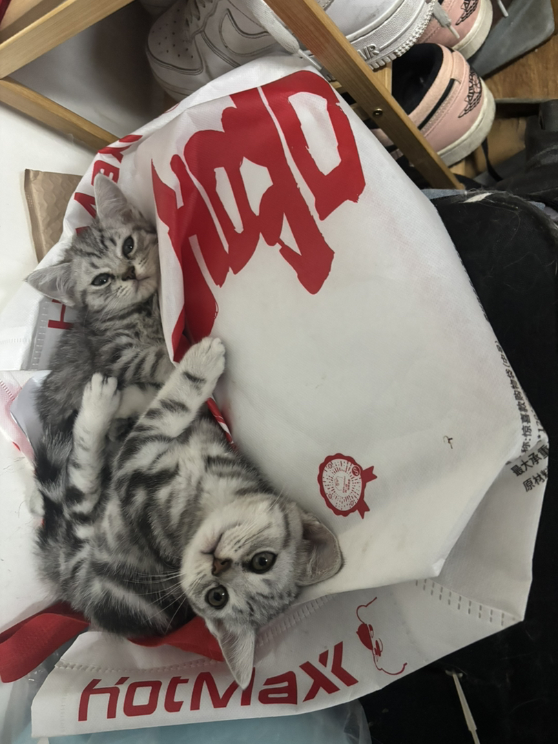 2个月虎斑，自己家猫生的。