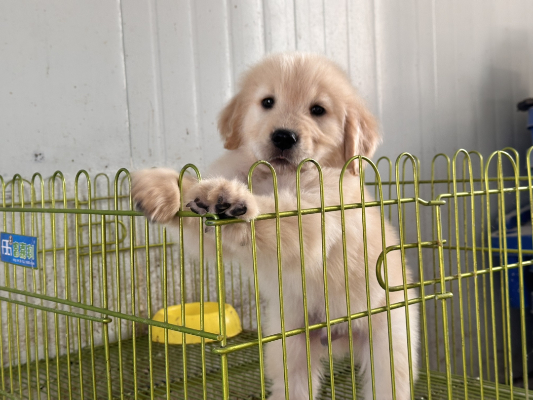 金毛幼犬，颜值爆表超可爱，性格温顺，最佳家庭伴侣