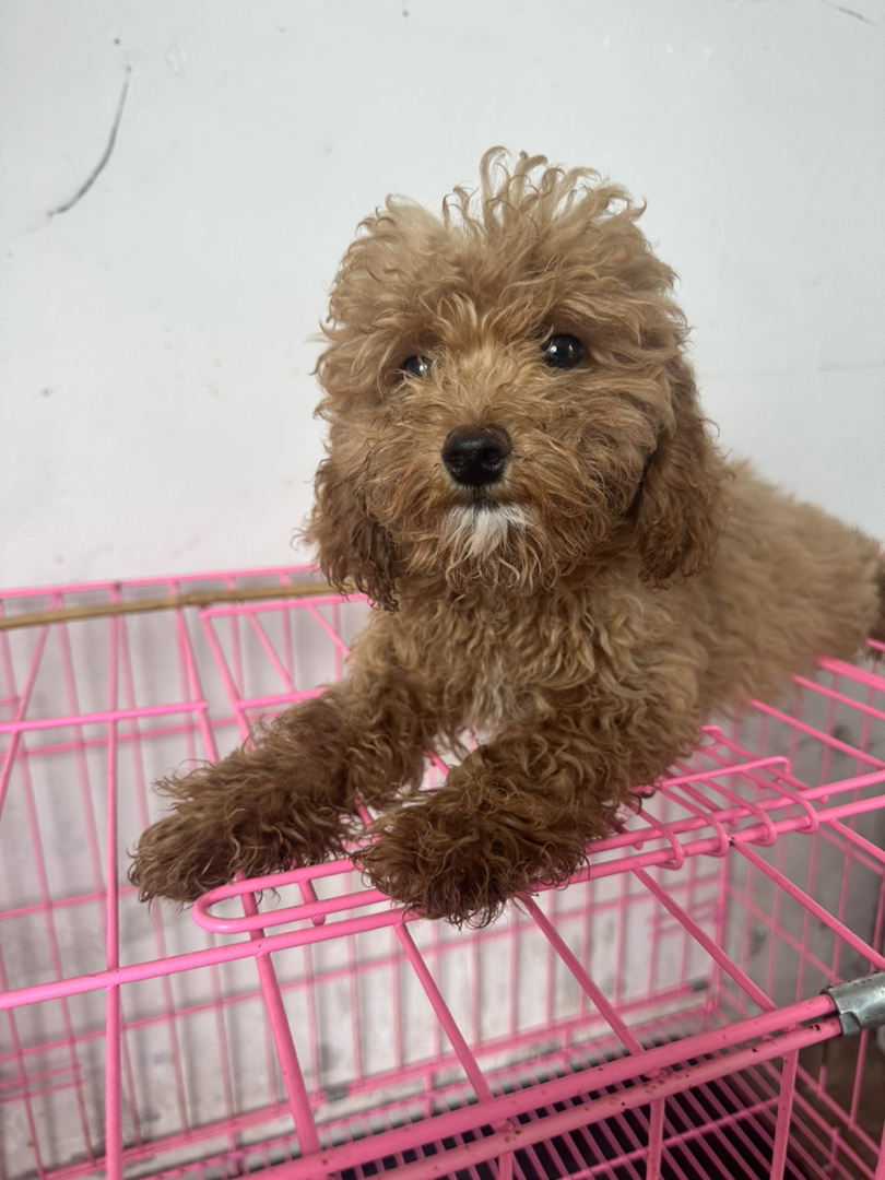 可爱泰迪犬,卷毛萌态十足,小巧玲珑适合陪伴