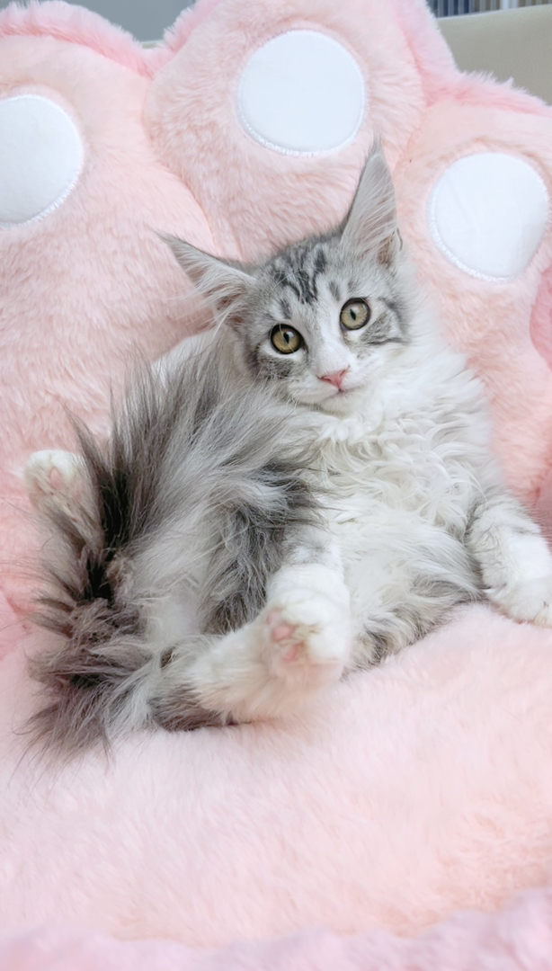 缅因银虎加白妹妹五粉(粉鼻子+粉脚垫)