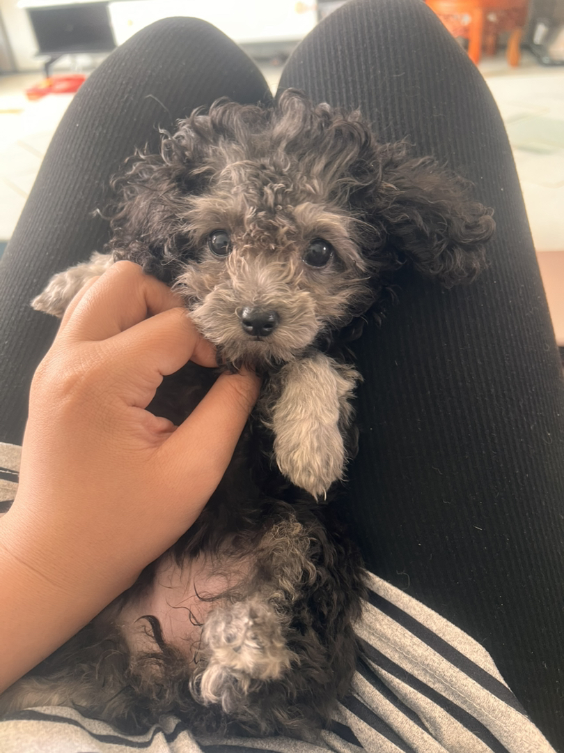 可爱泰迪犬，卷毛蓬松，小巧玲珑，最佳陪伴宠物
