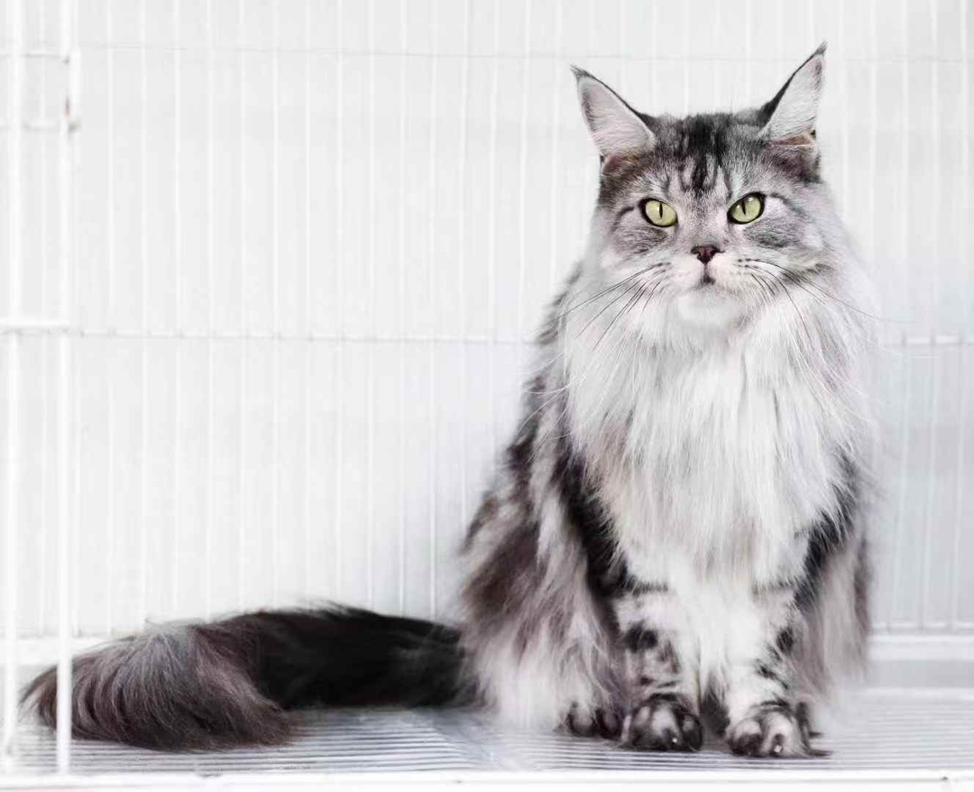 缅因猫，体型大毛发长，霸气外表下有颗温柔的心