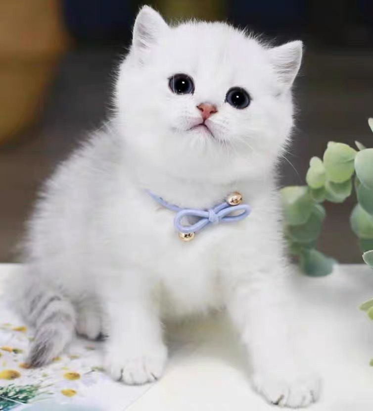 银渐层宝宝❤️健康质保