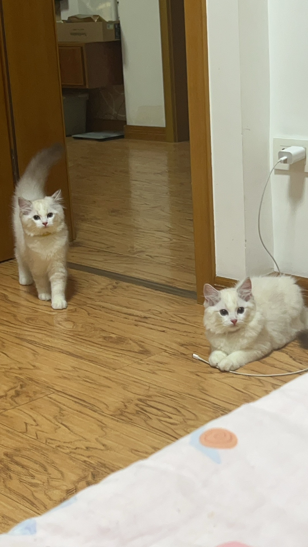 小布偶找新家啦～自家乖乖生的，希望找个好主人～