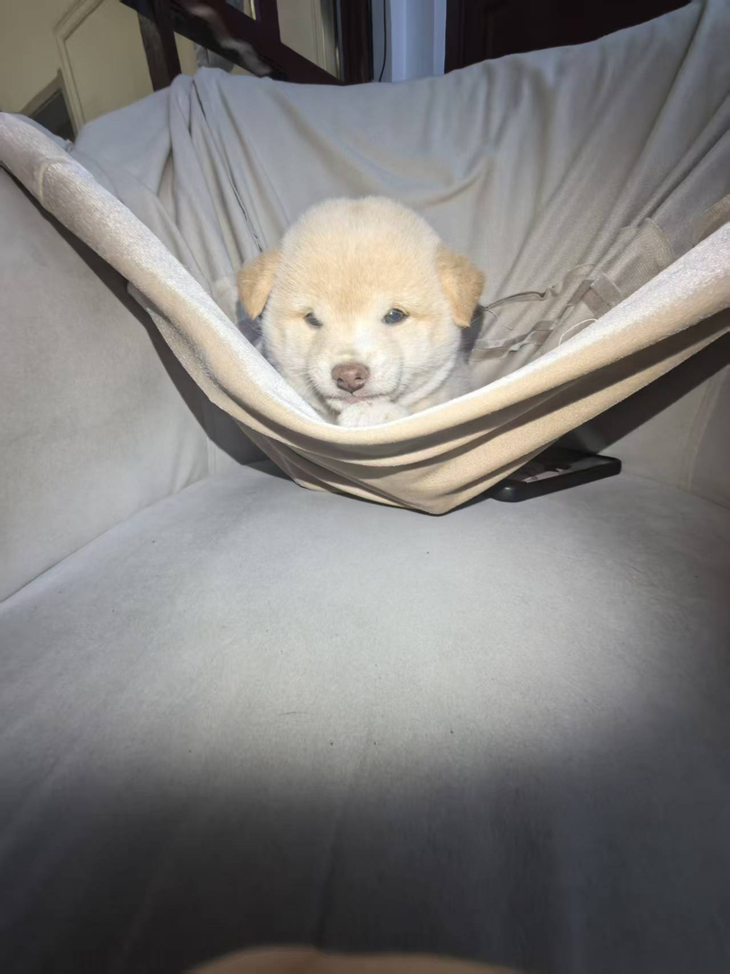 奶油色包子脸柴犬妹妹