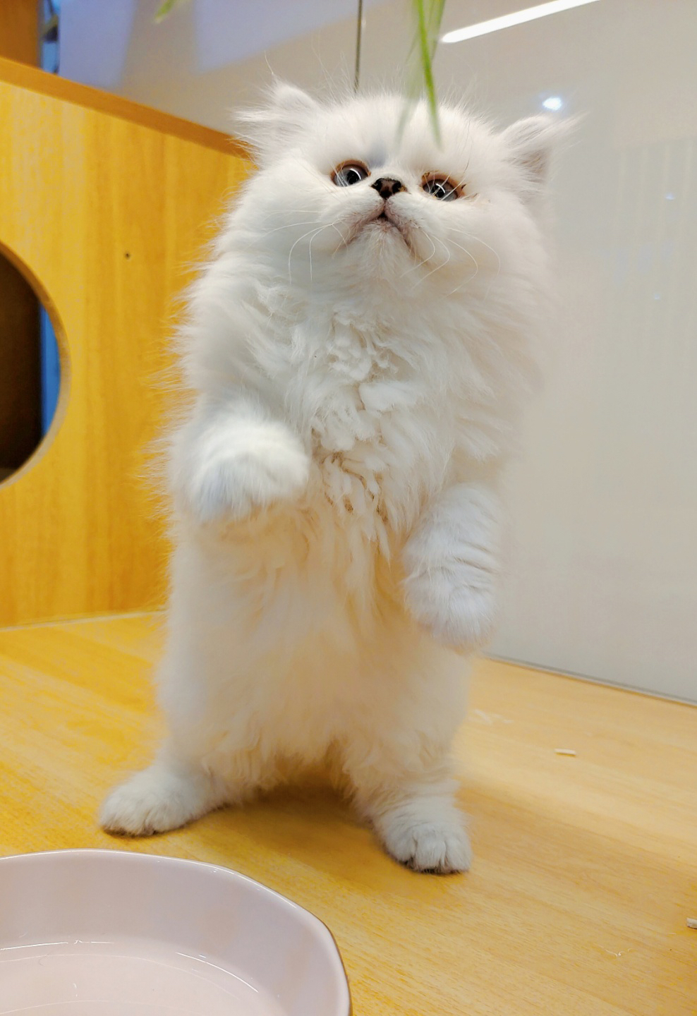 金吉拉