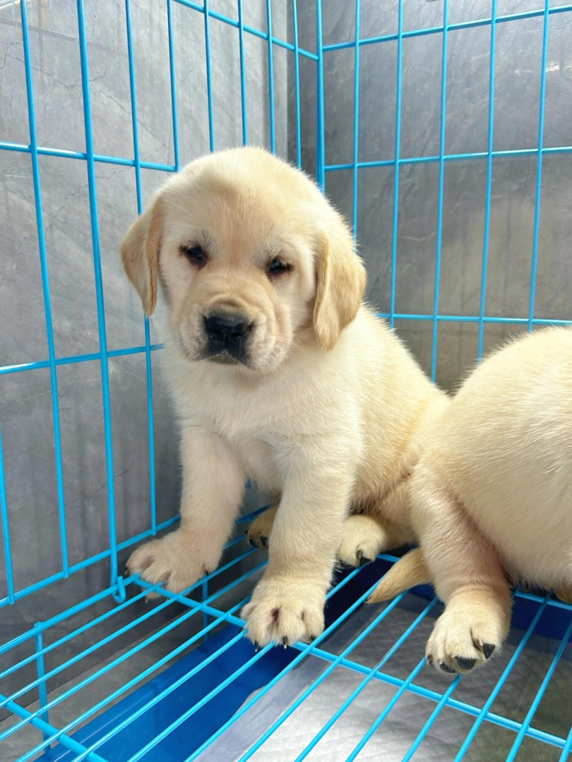 拉布拉多幼犬,温顺乖巧,颜值高,陪伴家人的暖心萌宠