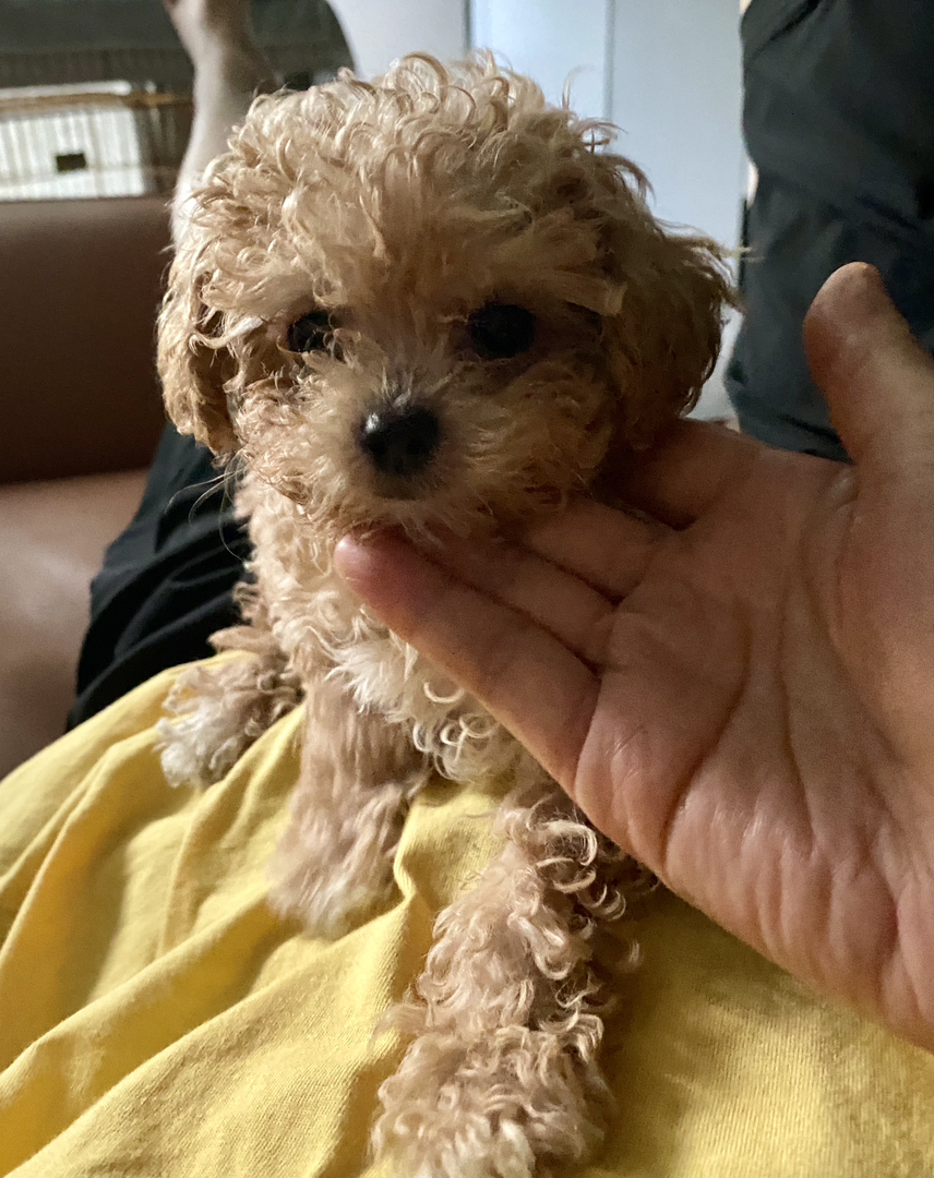 自家养白泰迪和红泰迪产的娃