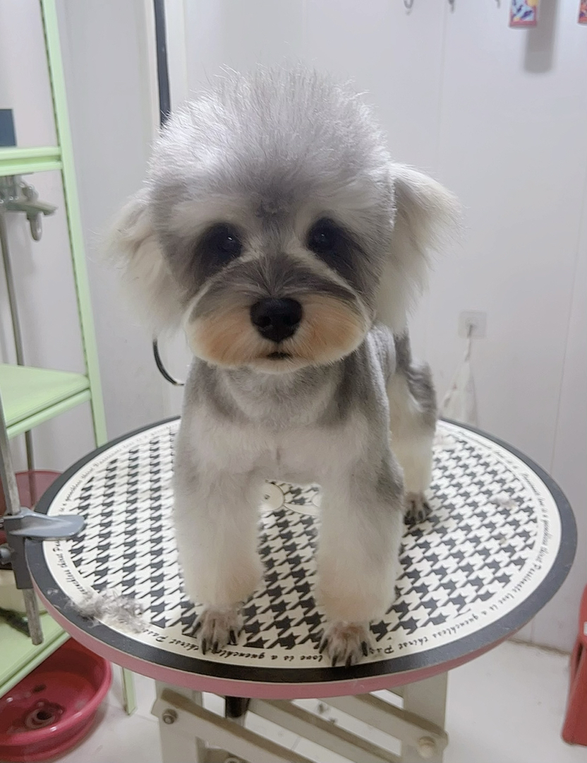 可爱雪纳瑞,独特造型,乖巧聪明,是理想的陪伴宠物