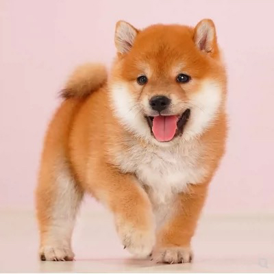 双血统柴犬宝宝