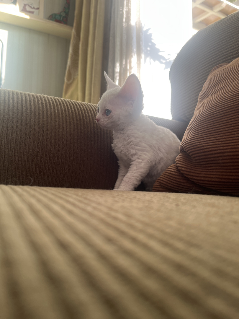 纯白异瞳德文猫