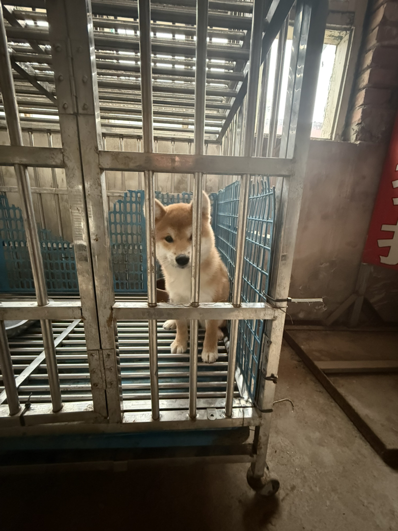 日本豆柴犬精品