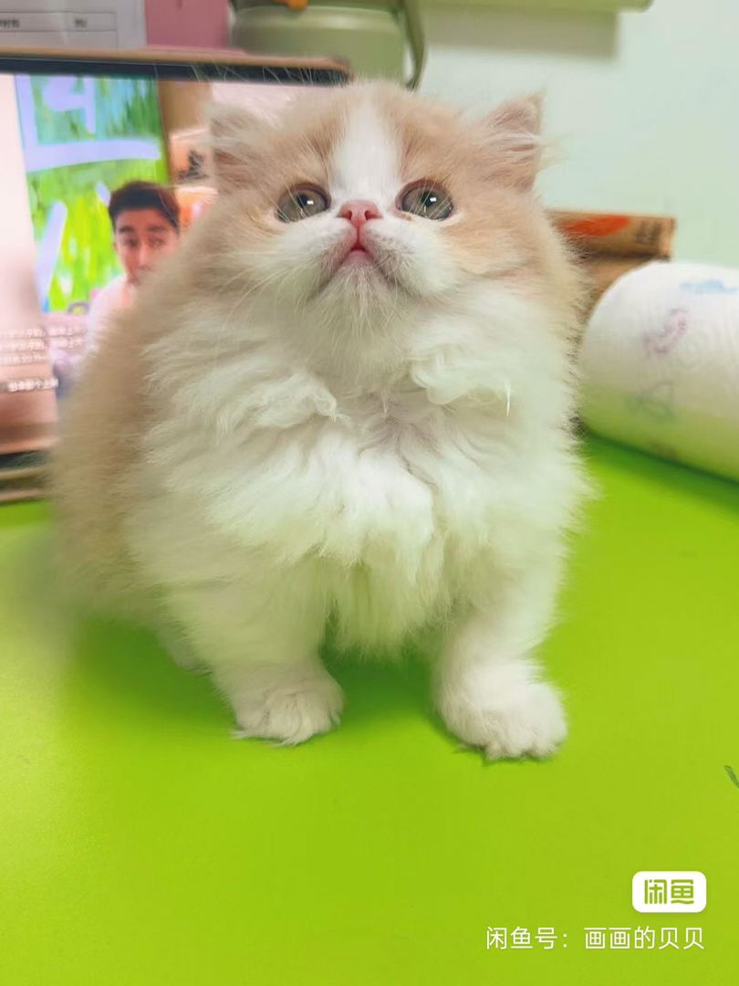 家养乳白高地，拿破仑小猫