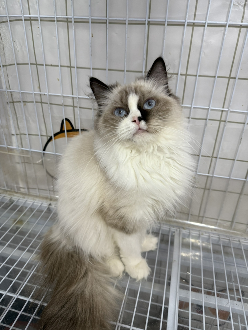 海双布偶妹妹，温顺乖巧，可爱个性