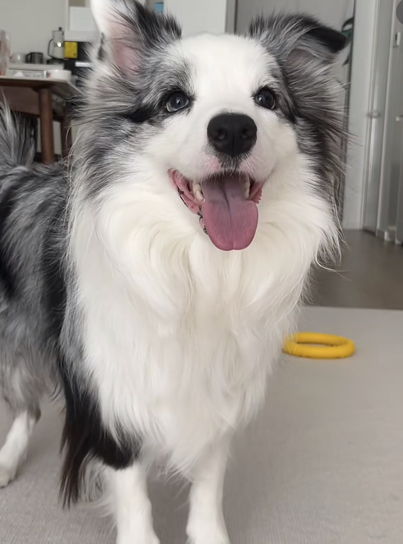 陨石边牧幼犬,毛量蓬松,聪明机敏,高智商家庭伴侣,颜值智慧并存
