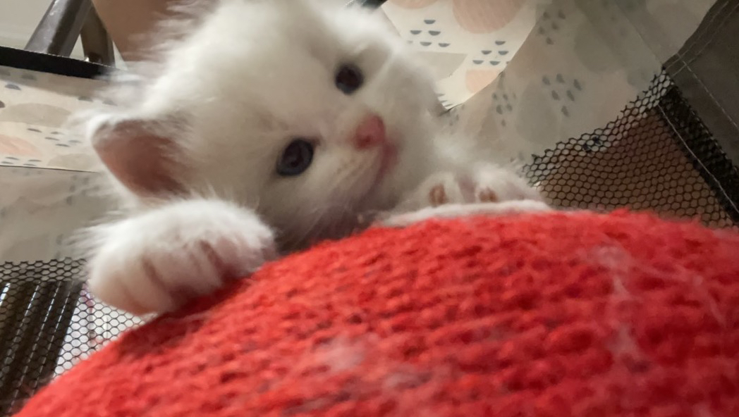 布偶猫，随便rua  甜美可爱颜值超级高的小崽子
