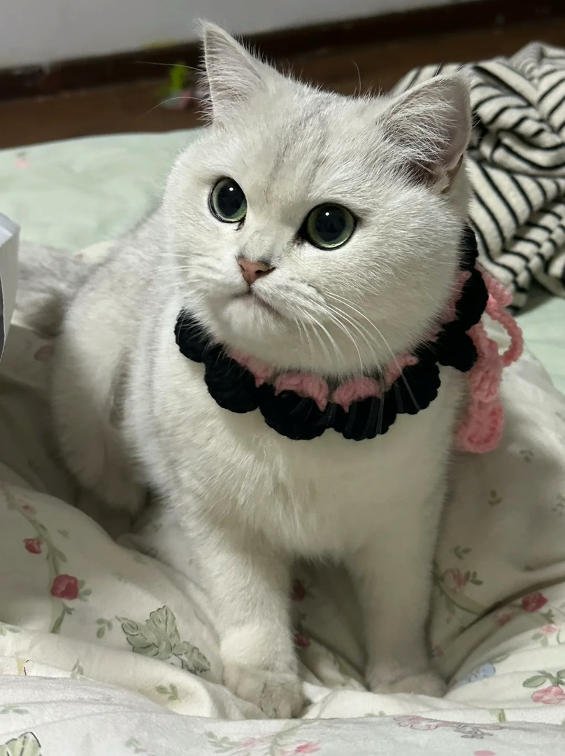 英国短毛猫，毛白如雪，性格温顺，颜值与性格并存的萌宠，胖墩墩能喝能喝
