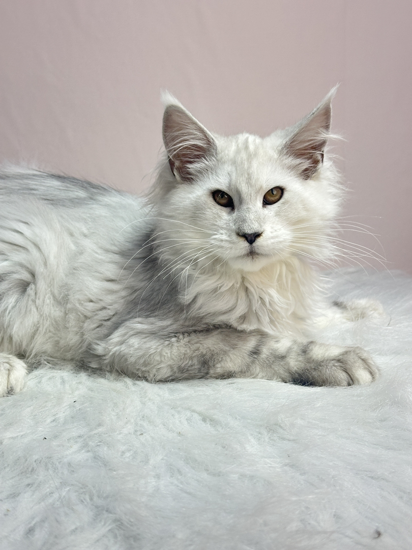 阴影色弟弟,四个月三针疫苗.