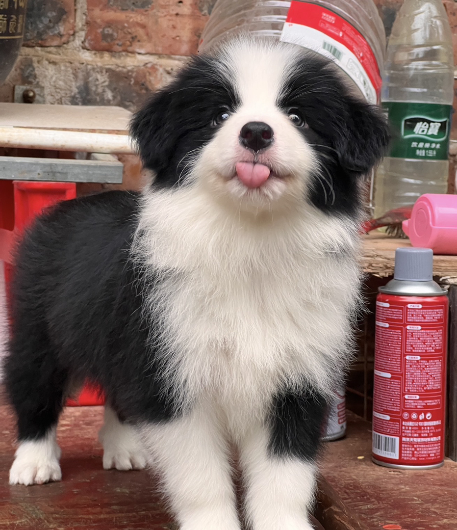 边境牧羊犬幼犬,黑白品相可爱,聪明活泼服从,家庭伴侣优选