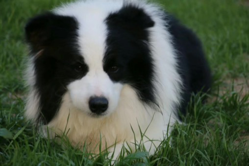 边境牧羊犬幼犬,黑白蓬松毛发,聪明活泼,高智商易训练,家庭陪伴佳选