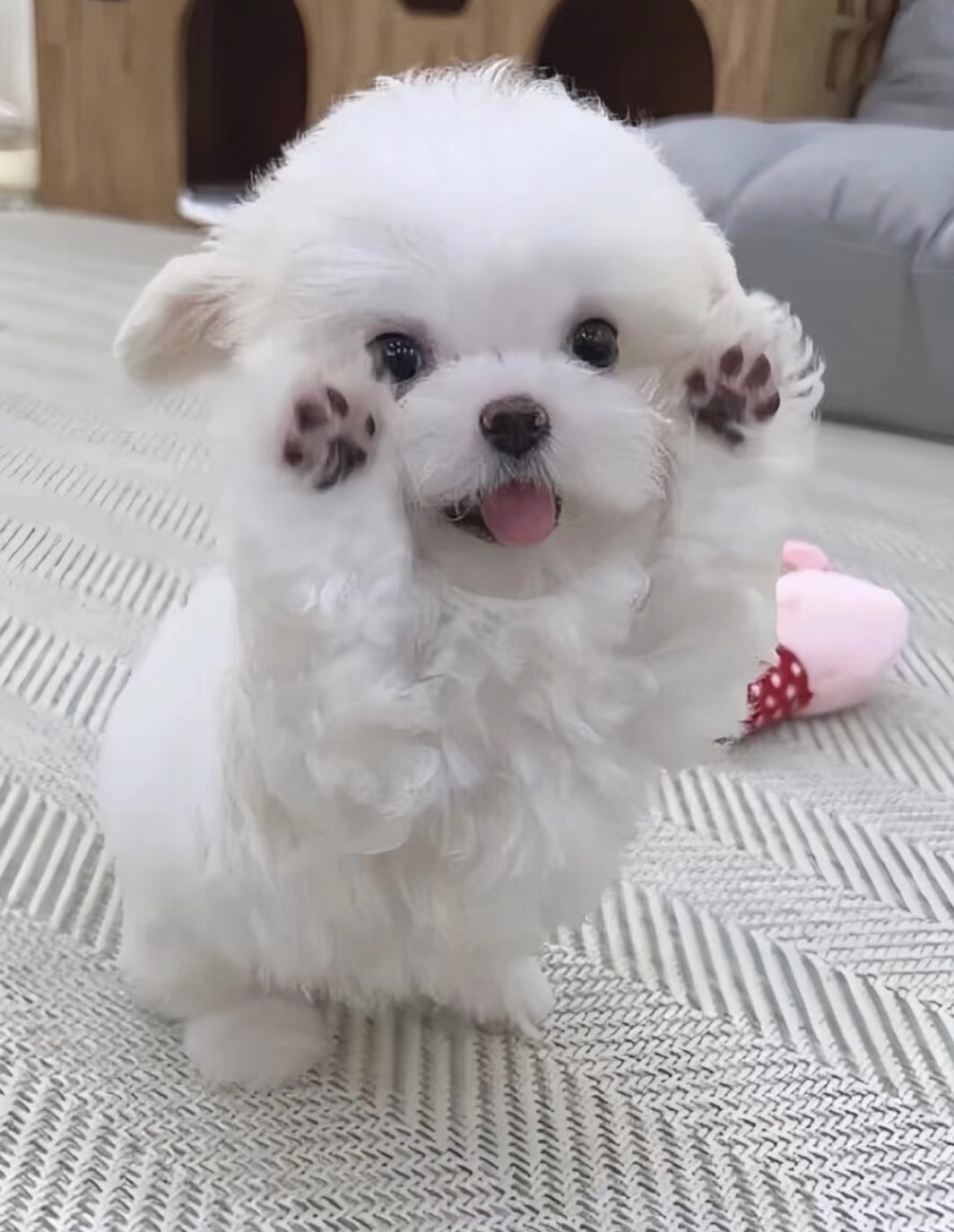 正经纯小体比熊❤️平台推荐