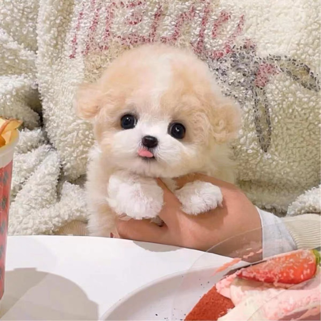 香槟色娃娃脸泰迪熊