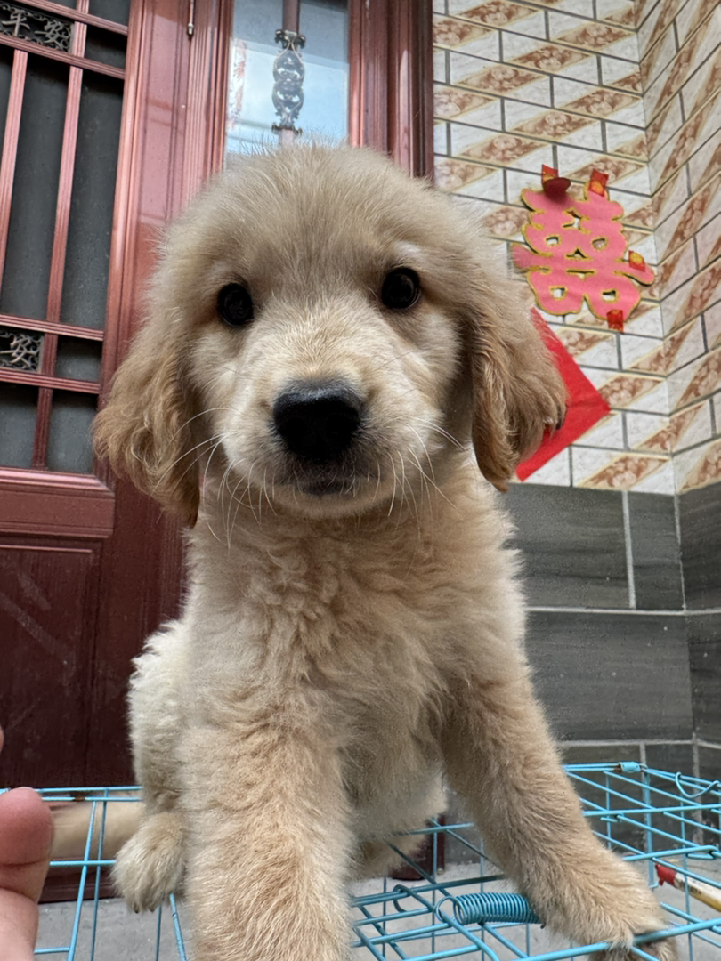 金毛幼犬，毛发蓬松，性格温顺，可爱萌宠首选