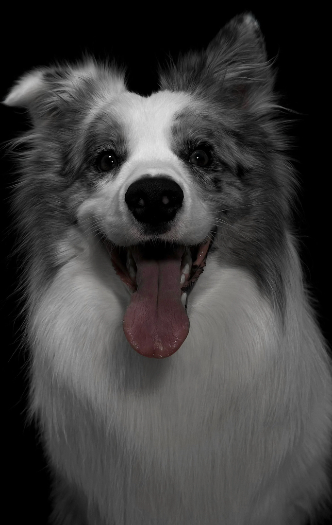 陨石色边境牧羊犬,聪明机灵,长毛飘逸,超棒的宠物伴侣
