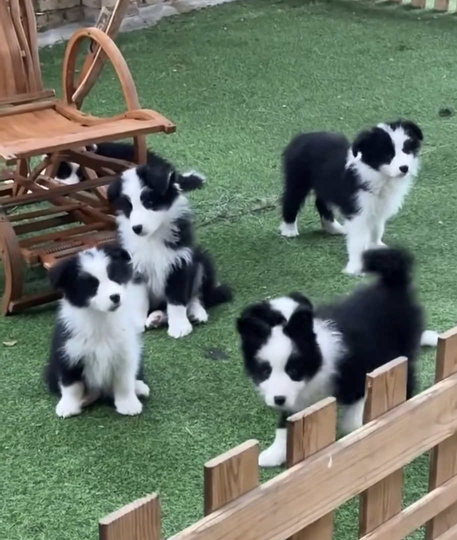 黑白相间边境牧羊犬,聪明机灵,颜值与智商并存