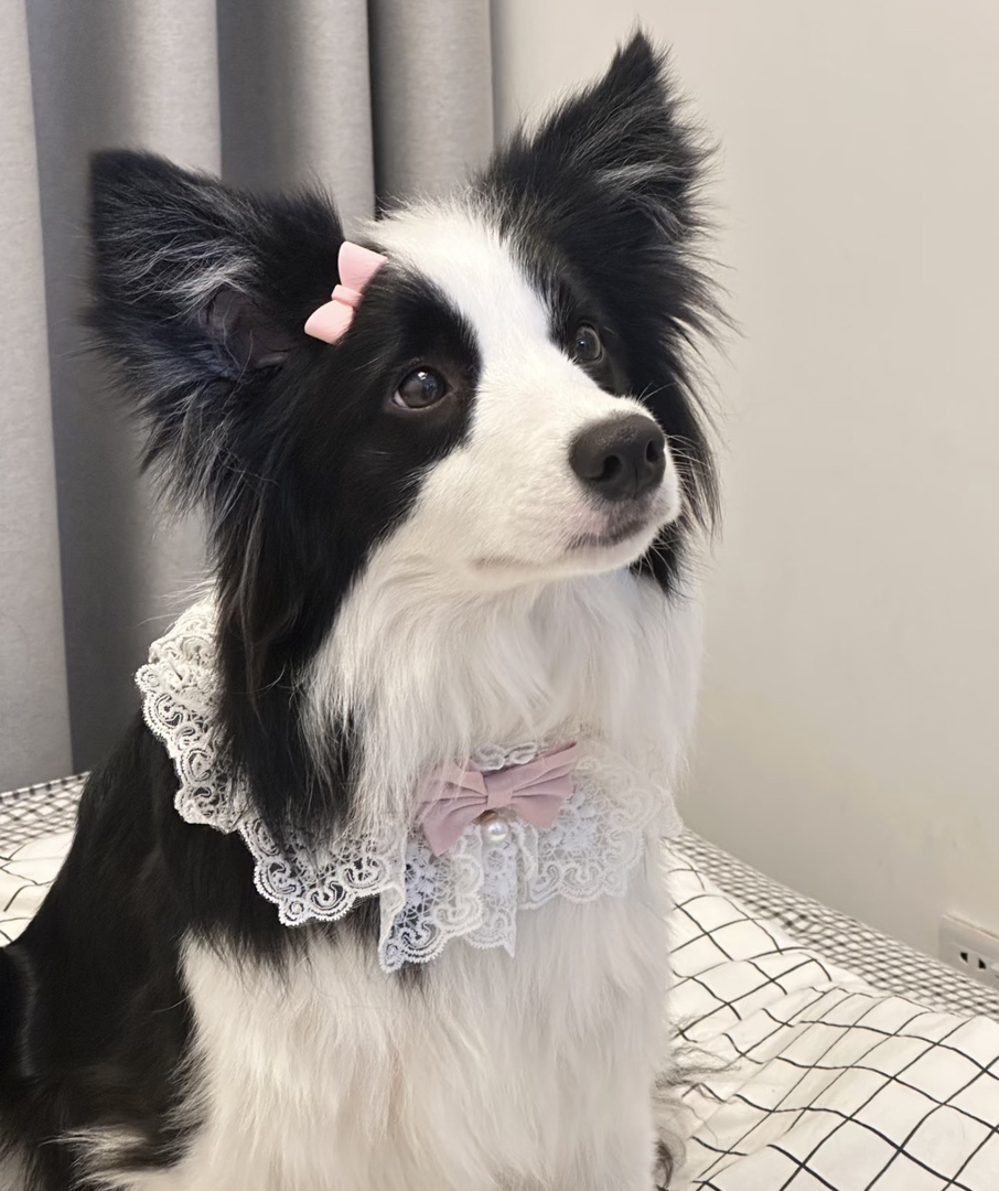 双血统带证书芯片❤️边境牧羊犬