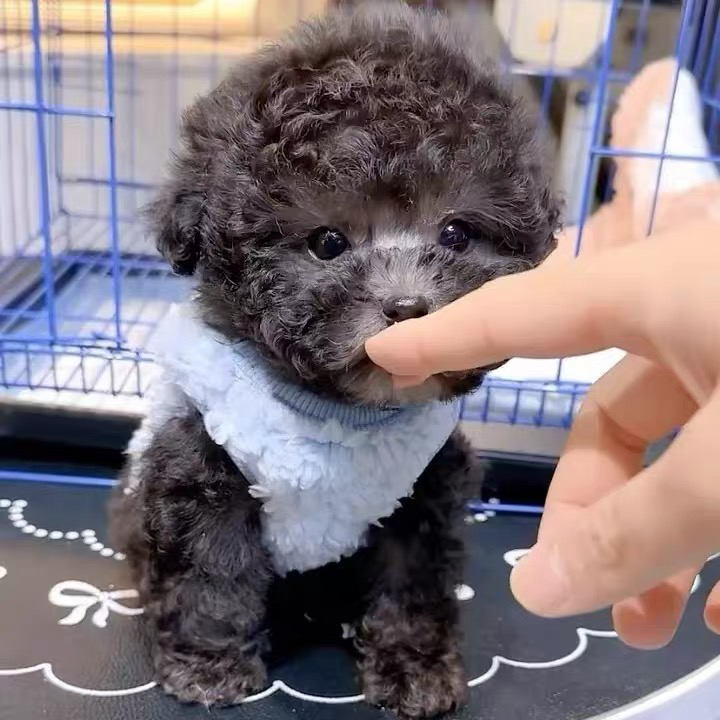 亮灰色泰迪熊