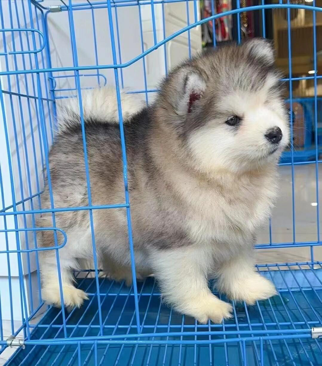 双血统可办理证书芯片阿拉斯加雪橇犬