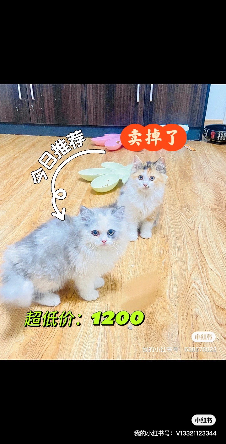 【乳白三花。❀。超低价1200】颜值高性格好，养宠首选。