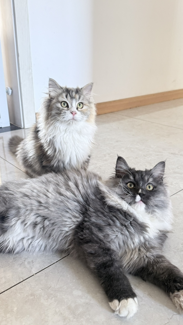 【超低价】英国长毛猫，有金虎斑、银灰，已完成免疫、驱虫