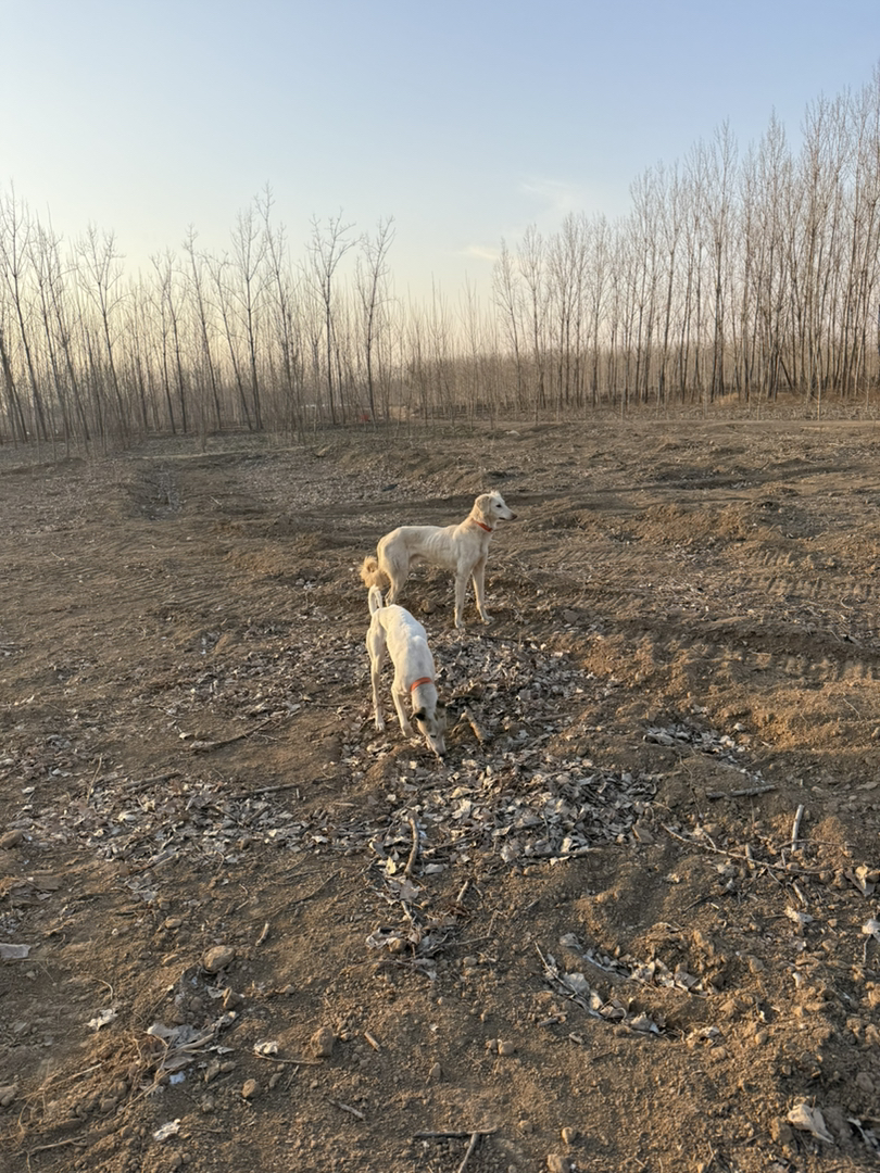 山东细犬小公,看家护院杠杠的