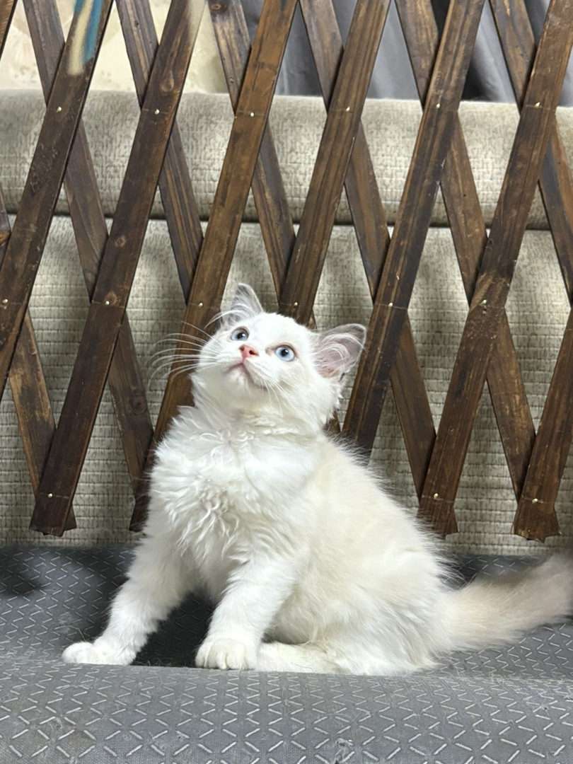 布偶猫幼崽,蓝眼白毛颜值高,温顺可爱萌化人心